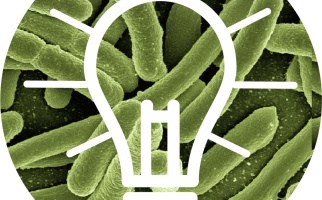 Bacteria can be used to generate electricity