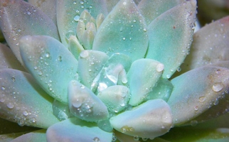 Water droplets on succulent leaves