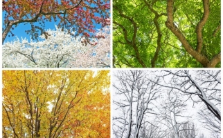 Tree through the four seasons