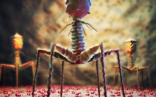 An artist’s rendition of a bacteriophage