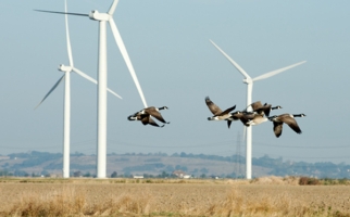 Birds flying near a wind farm