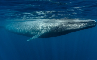 Blue whale swimming