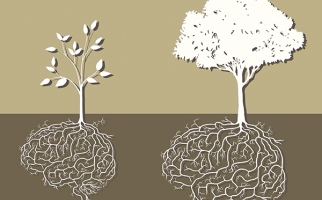 Like trees, brains grow and develop