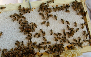 bees on frame held by beekeeper