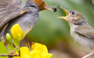 Mother bird feeding a baby bird an insect