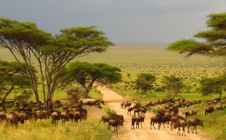 African savanna