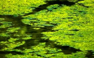 Algae floating on a pond