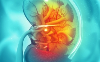Human kidney cross-section 