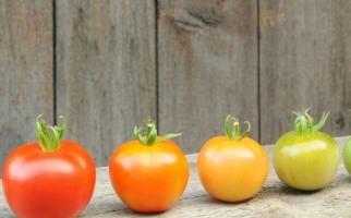 Maturation of tomato fruit