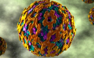 Image is of a close-up of the Yellow Fever virus. 