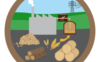 Some examples of biomass