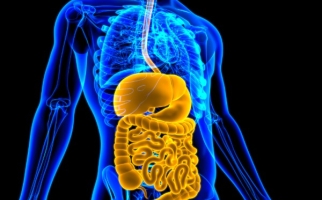 3D rendering of the human digestive system