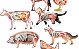 Anatomical images of different animals