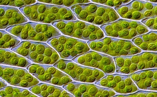 Plant Cells with Visible Chloroplasts
