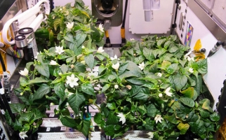 Pepper plants on the ISS
