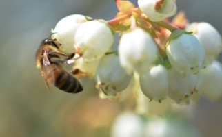 Bee pollinating blueberry flowers