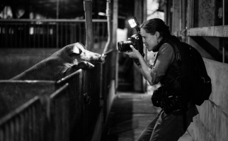 Jo-Anne McArthur photographing hog in pen.