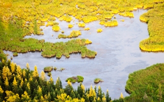 Peat bog in northern Alberta