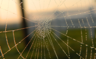 Close-up of spiderweb