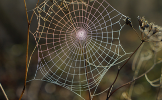 Close-up of a spiderweb