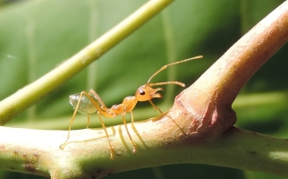 Ant, showing mandibles