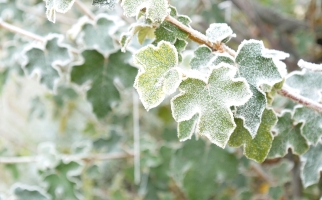Leaves Covered In Frost