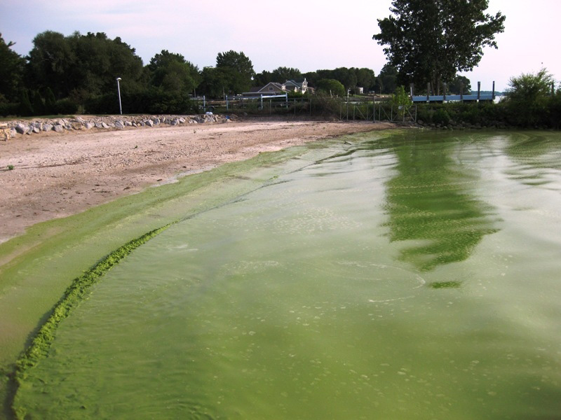 Blue green algae bloom on the shore of Lake Erie, 2009 