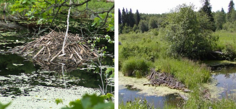 Left: Beaver lodge at Six Mile Lake Provincial Park, Ontario 