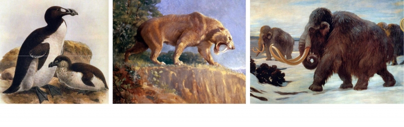 Extinct animals include great auks, sabretooth cats and woolly mammoths