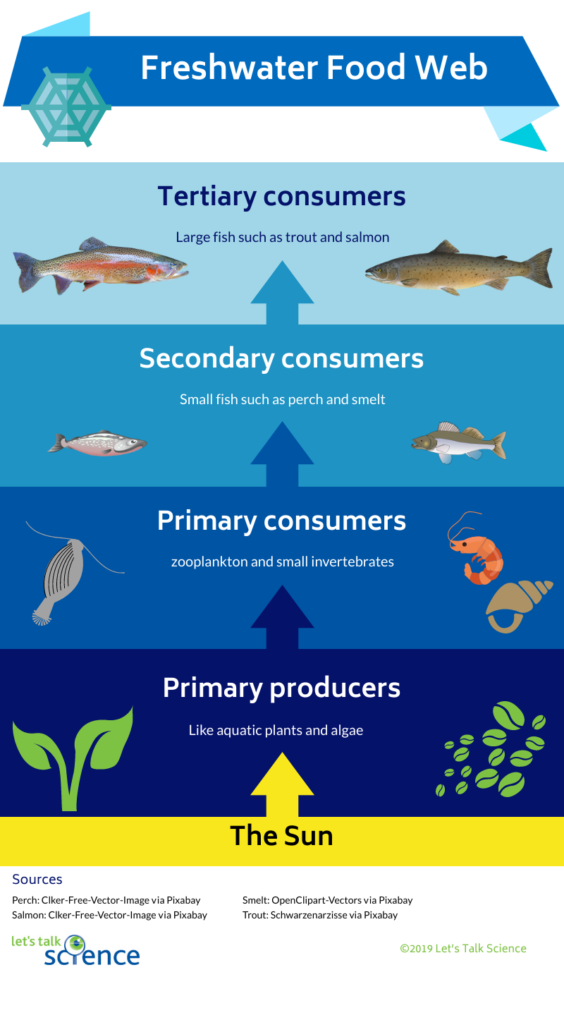 Graphic of a freshwater food web