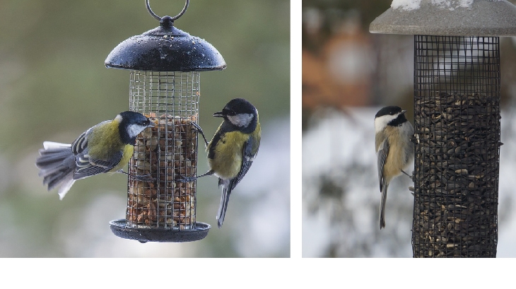Great tits at a bird feeder on the left and a black-capped chickadee on a bird feeder on the right