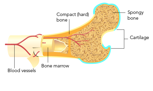 Parts of a bone including blood vessels, bone marrow, compact bone, and spongy bone 