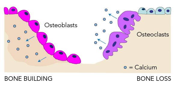 Osteoblasts build build bones. Osteoclasts break down bone. 
