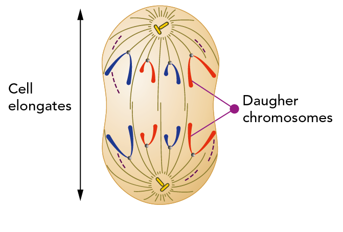 Cell during anaphase showing the daughter chromosomes and how the cell begins to stretch out toward its poles 