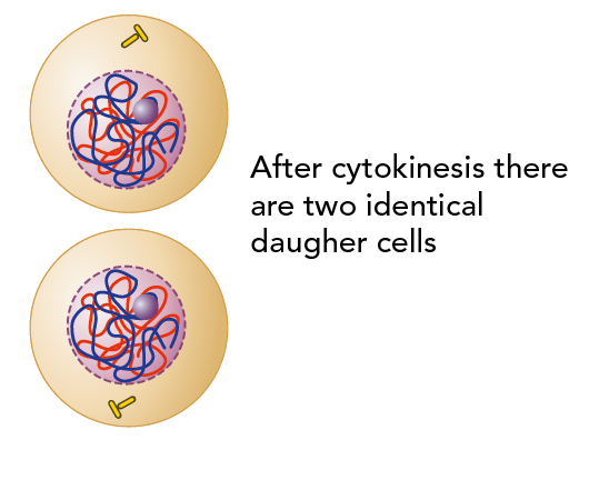 Cell after cytokinesis, showing the two identical daughter cells 