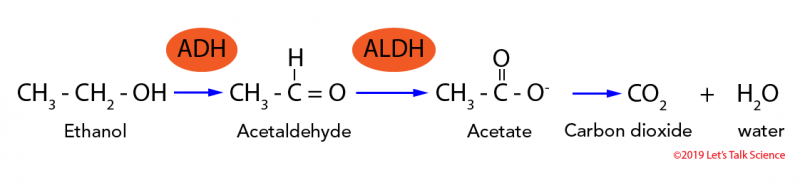Chemical breakdown of ethanol by the liver