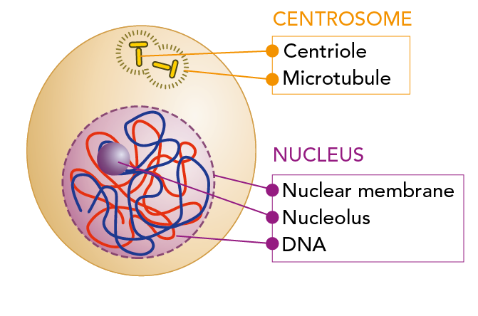Cell before mitosis showing the location of the centrioles, microtubules, nuclear membrane, nucleolus, and DNA 