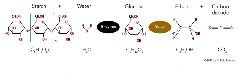 The main molecules involved in ethanol production 