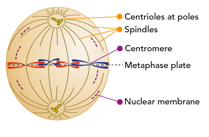 Cell during metaphase showing the location of the centrioles, spindles, chromosomes, nuclear membrane and metaphase plate 