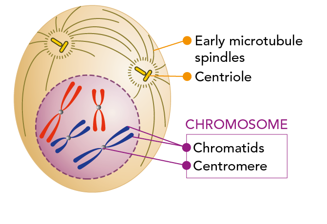 Cell during prophase, showing the location of the centrioles, early microtubule spindles and chromosomes 