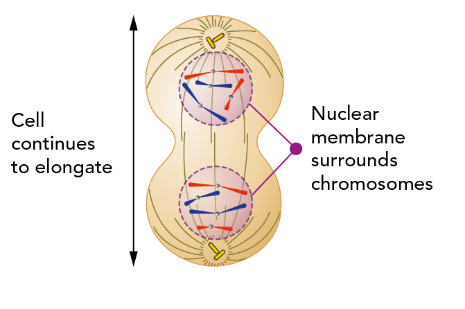 Cell during anaphase showing the formation of two new nuclear membranes around the daughter chromosomes. The cell continues to stretch out toward its poles 