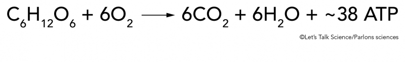 The chemical formula for cellular respiration