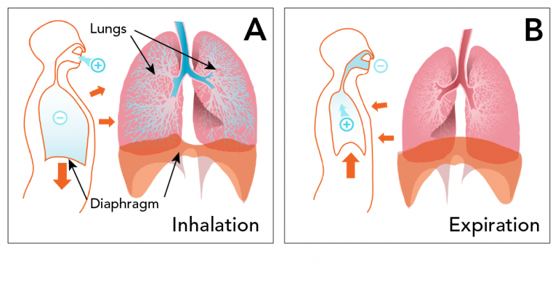 Inhalation (breathing in) (A) and expiration (breathing out) (B)