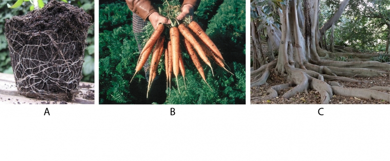 Fibrous roots of a tomato plant (A), taproots of carrot plants (B) and buttress roots of a fig tree (C)