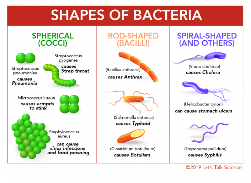 Bacteria can be spherical, rod-shaped, spiral-shaped, and other shapes