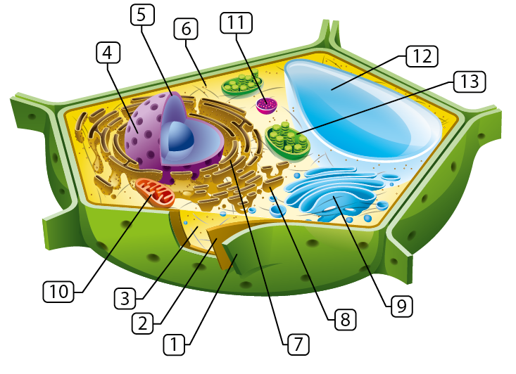 Plant cell structures