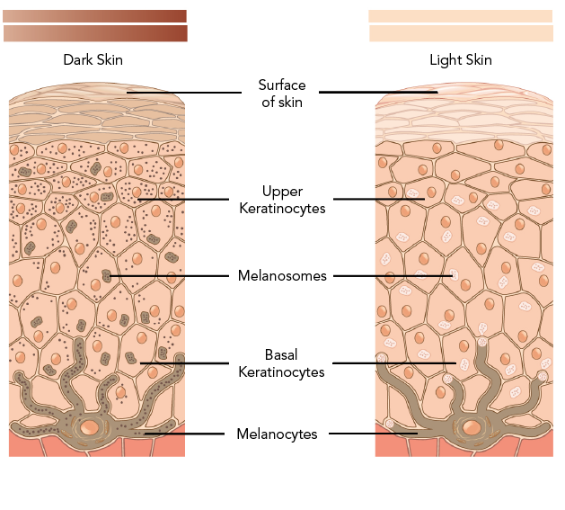 Layers of skin cells showing locations of keratinocytes, melanosomes, and melanocytes for dark skin and light skin 