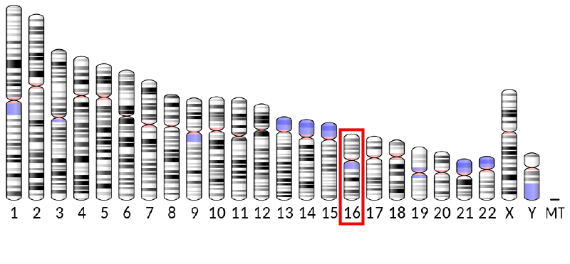 The MR1C gene is located on chromosome 16 