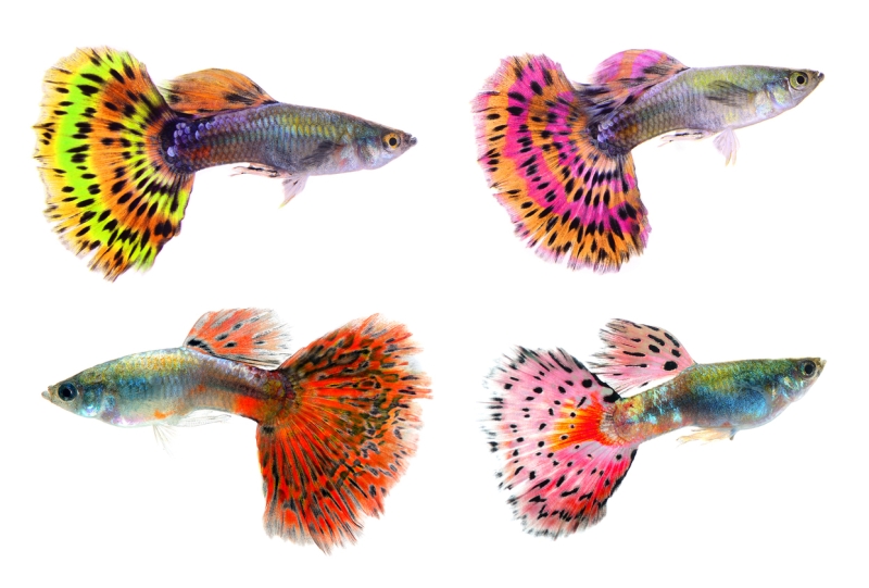 Guppies come in many different colours