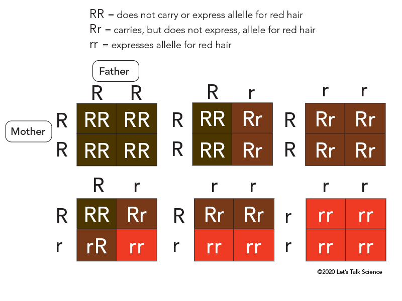 Punnett squares showing the potential hair colours of children with parents who do and do not carry the recessive alleles for the trait of red hair
